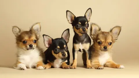 Getty Images Chihuahuas