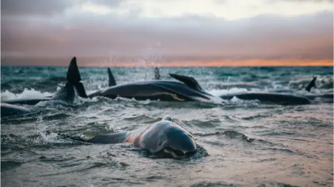 Liz Carlson Whales stranded in the surf