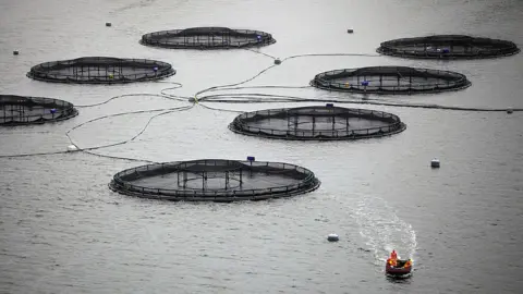 Getty Images Fish farm