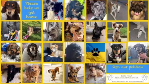 Elina Olifaruk The dogs