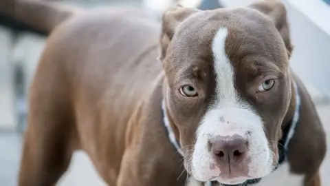 Getty Images American bulldog