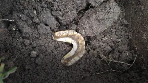 Gold and ivory false teeth found by detectorists