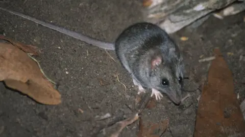 Jody Gates/SA Department for Environment and Water Kangaroo Island dunnart