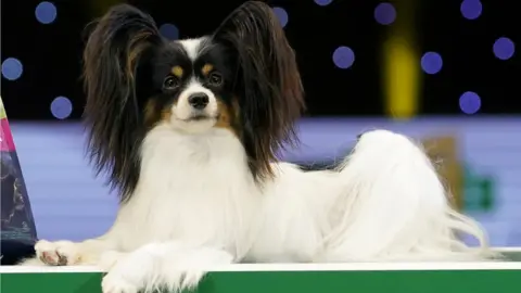 Crufts 2019 hot sale working dogs