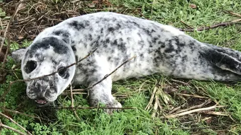 RSPCA The seal pup