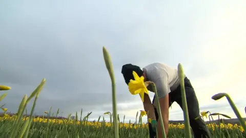 BBC Daffodil picker