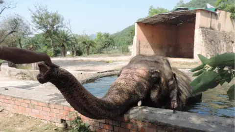 Kavaan shows his trunk