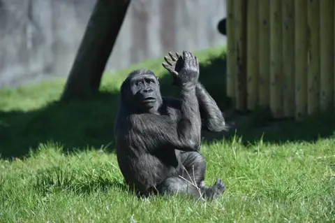 Pacemaker A gorilla claps its hands in Belfast Zoo