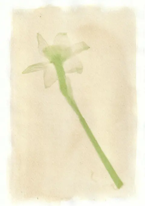 Tim Boddy An anthotype print of a green daffodil