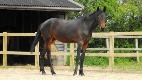 Horseworld Twiglet, fit and healthy