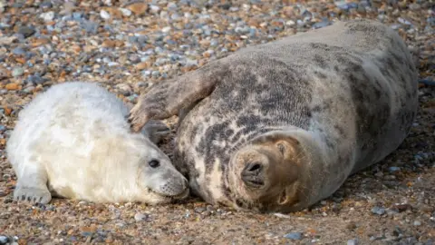 Hanne Siebers/National Trust Seal pup at Blakeney