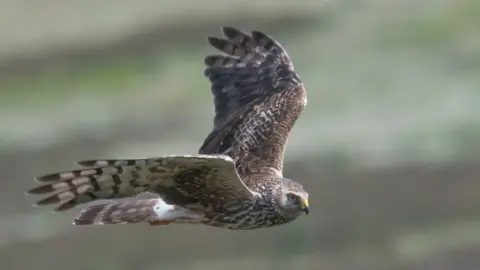 National Trust/PA Hen harrier