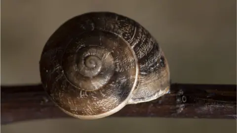 Getty Images A close up of an empty brown, tawny snail shell