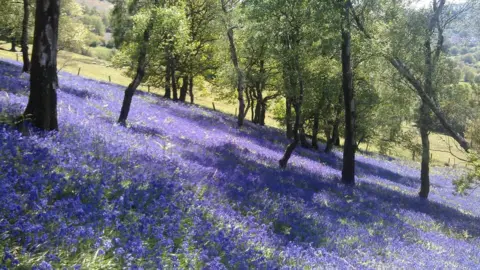 Field of bluebells