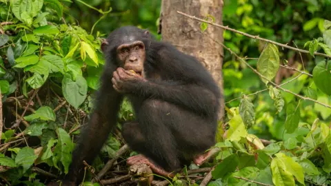 Jonathan Mbu Nigeria-Cameroon chimp
