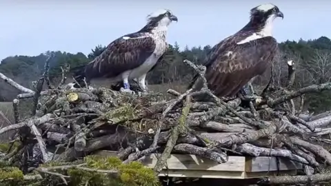 Birds of Poole Harbour Ospreys