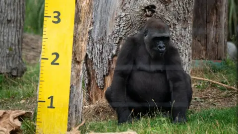 James Manning Gorilla standing against tree