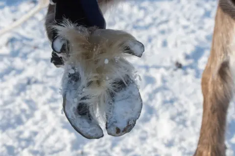 Getty Images Reindeer hoof
