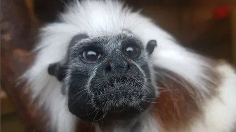 Issac West Taken by Isaac West, aged 10, at the Cotswold Wildlife Park