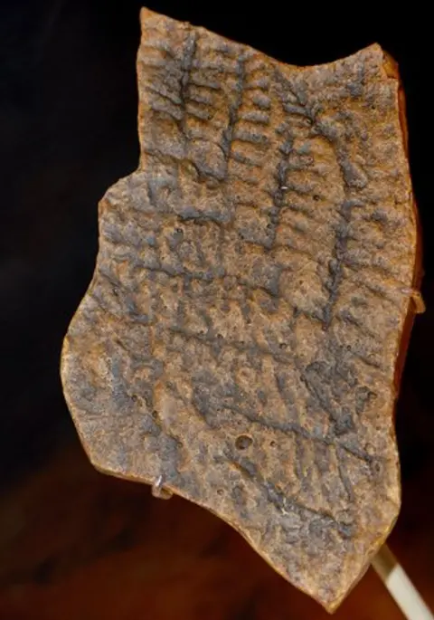 SPL Ediacaran fossil