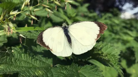 Esther Johnson Butterfly on a nettle