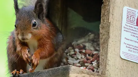 Jaclyn Sparks Squirrel