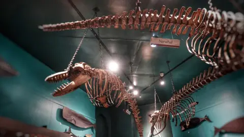 Hull City Council Marine skeletons at Hull's Maritime Museum