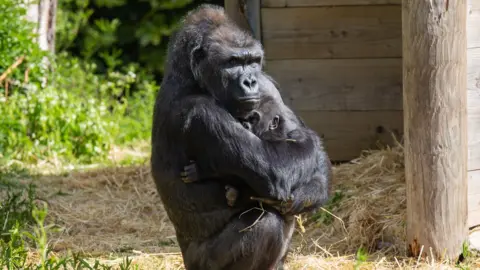 Jordan Jones/Bristol Zoo Gardens Infant gorilla Hasani with surrogate mum Kera at Bristol Zoo Gardens