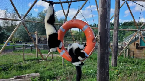 Wildheart Animal Sanctuary Monkeys play in a life ring