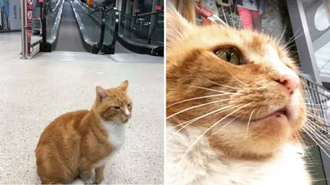 Tali Iserles Garfield the cat in Sainsbury's