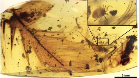 NAture Communications/E Penalver Amber fossils