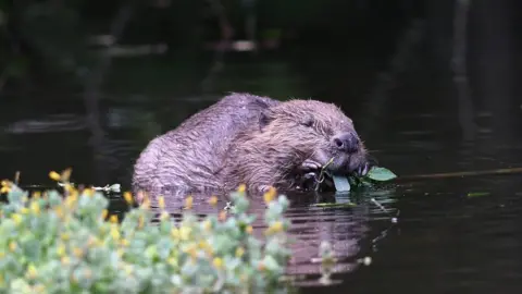 PA Media Beaver