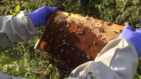 BBC Bee hive