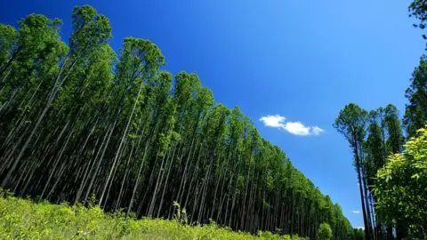 Getty Images forest (generic)