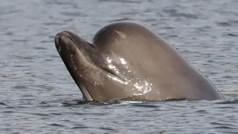 STEVE TRULUCK AT SEA whales