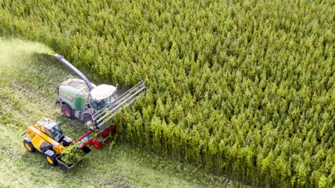 Getty Images Farmers harvest a cannabis crop in Germany