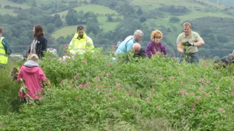 West Cumbria Rivers Trust  Himalayan balsam