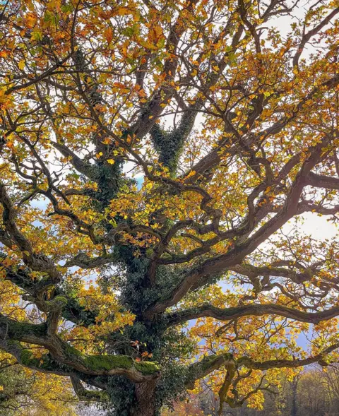 Woodland Trust Oak England