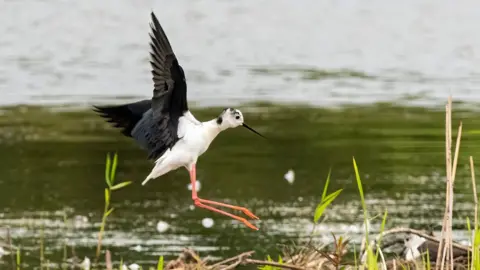 Paul Paddock Black-winged stilt at Potteric Carr