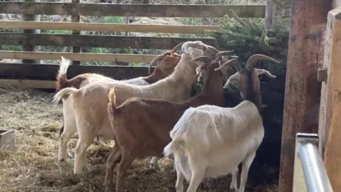 Luke Deal/BBC Goats eating a donated Christmas tree