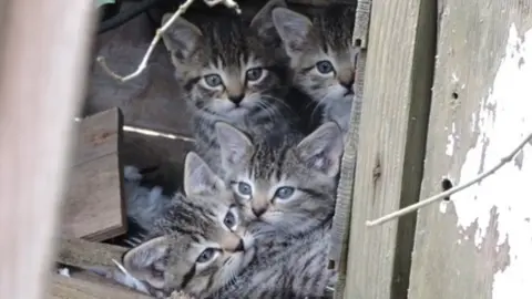 Holly Hancock Kittens on a boat