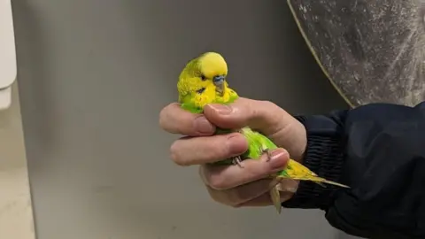 RSPCA Budge Lightyear