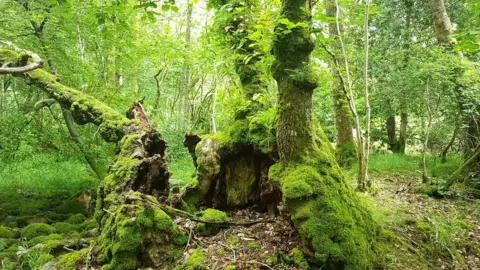 Gemma Smith, Woodland Trust The Burnbanks oak