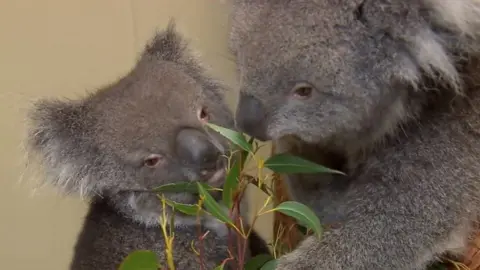 BBC Koalas