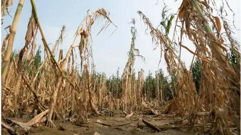 BBC/Joyce Liu Dried out rice crops in Heilongjiang Province, China (August 2023)