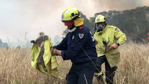 Paul Sudmals / Reuters Australian firefighters rescue a koala