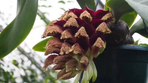 Cambridge University Botanic Garden The Bulbophyllum phalaenopsis orchid