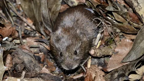 Science Photo Library A small brown vole on some dead leaves