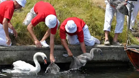 Reuters Officials release swans back into the water