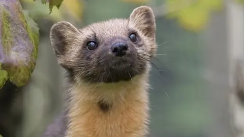 Getty Images Pine Martens